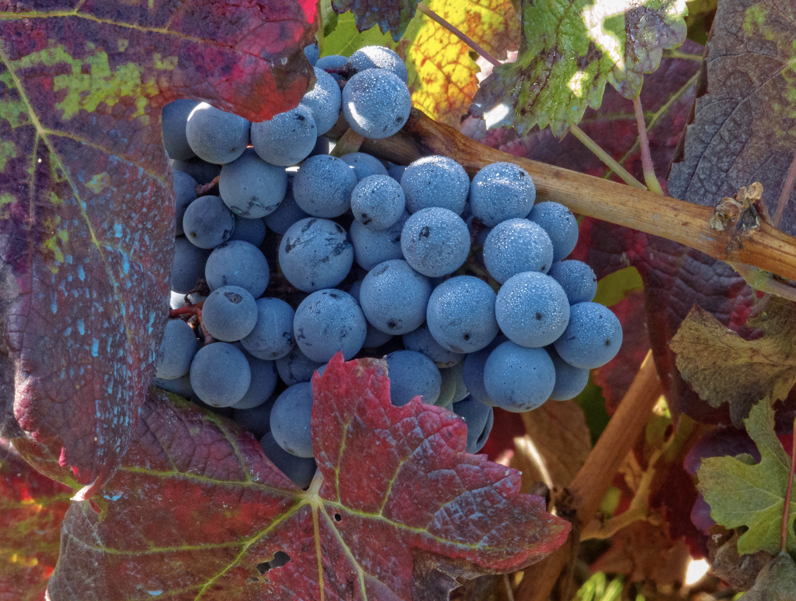 Ripe Mencía grapes with purple leaves in Bierzo, Castilla y León